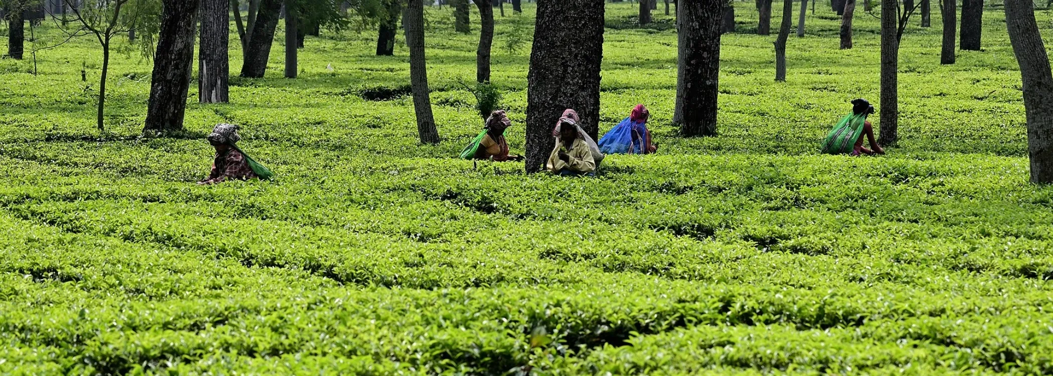 Assam Tea & Wildlife Trial 