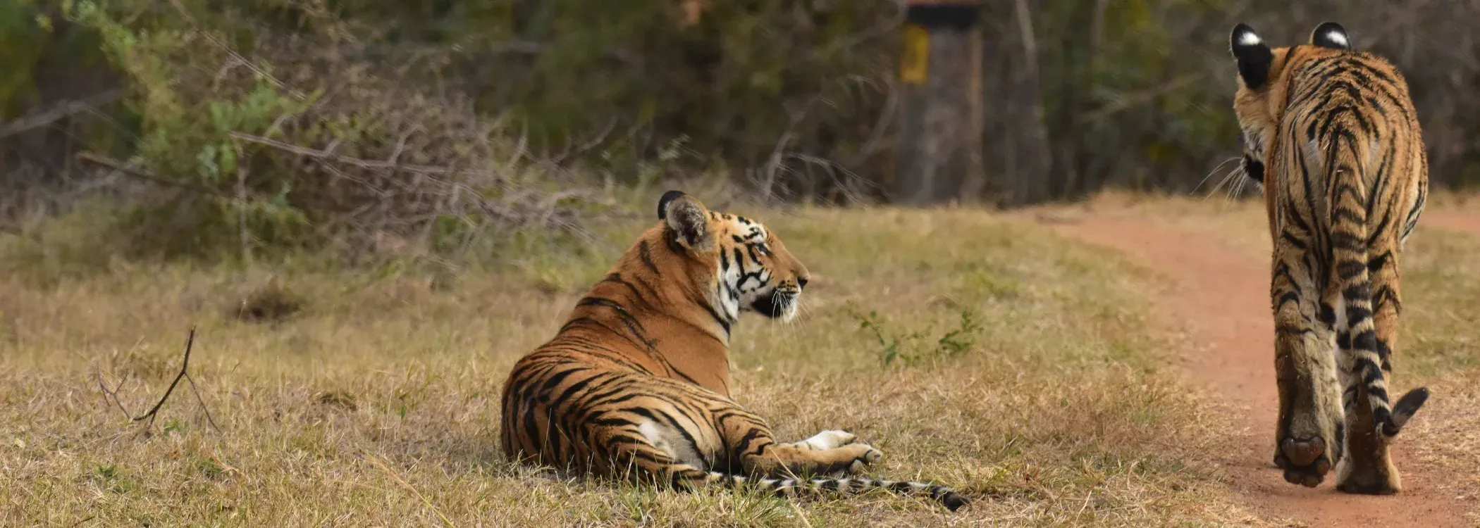 Chitwan Wildlife