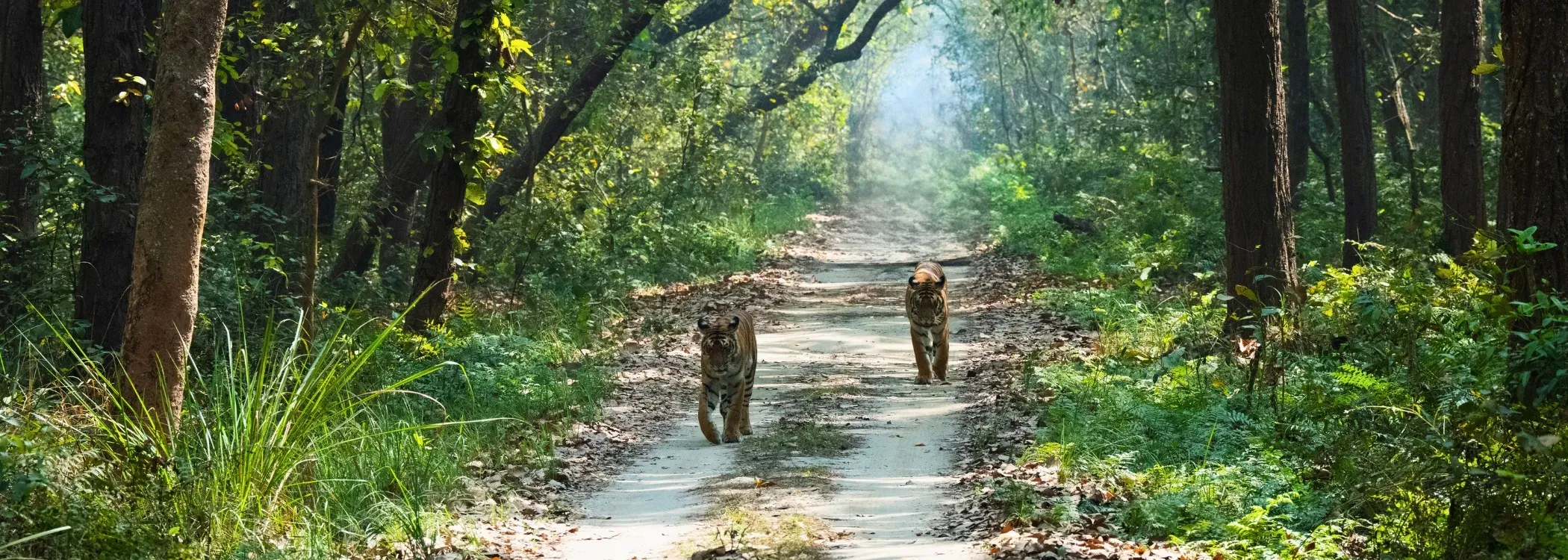 Jim Corbett Wildlife