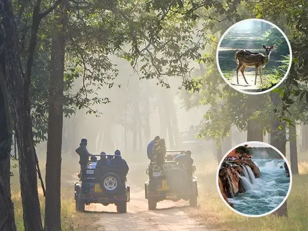 Kanha Safari