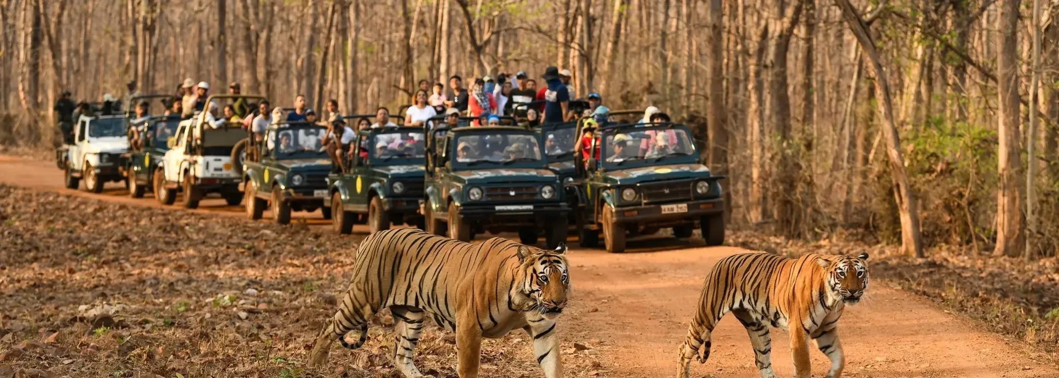 Kanha Safari