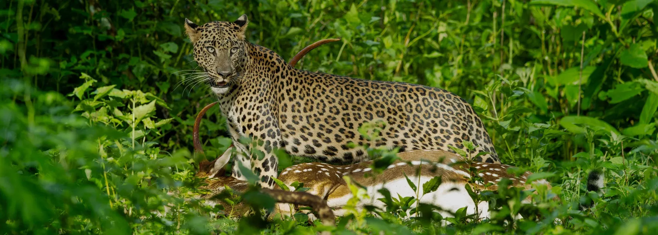Karnataka Nature & Wildlife Escape 