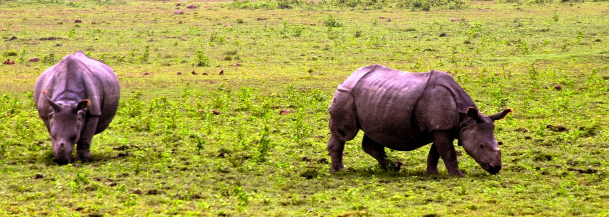 Kaziranga Wildlife Retreat 