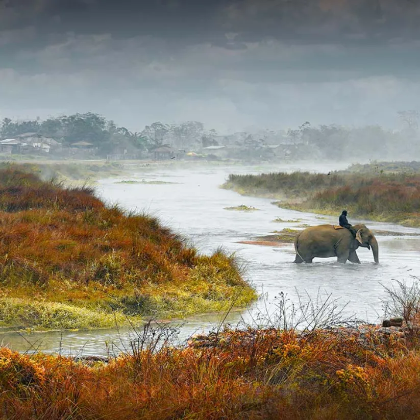 Chitwan Wildlife 