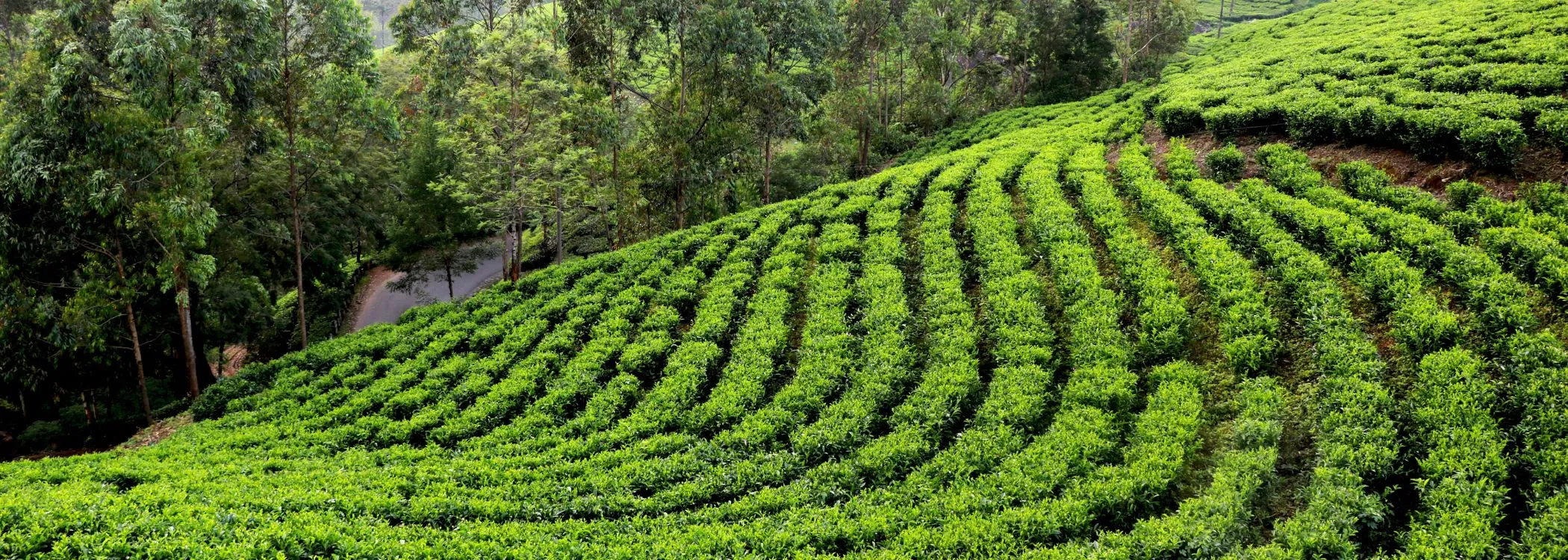 Assam